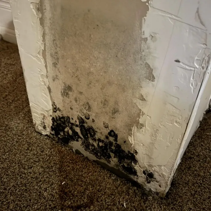 Professional Mold Removal in Everman, TX